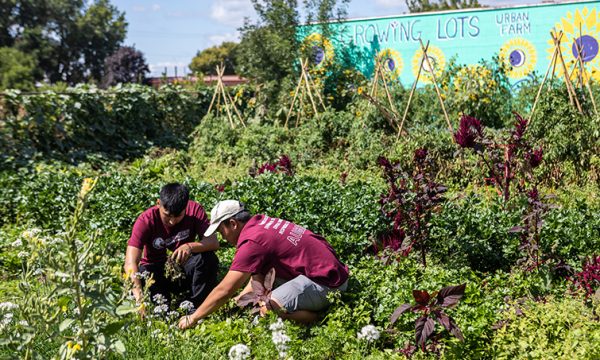 Augsburg’s largest class kicks off academic year with volunteering